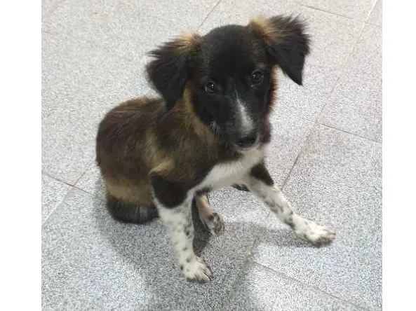Cachorro ra a Desconhecida idade 2 a 6 meses nome Sem nome