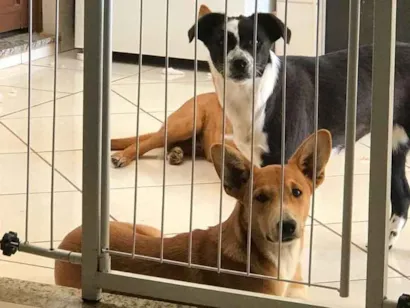 Cachorro raça vira lata idade 7 a 11 meses nome Cherry, Marley, Bily