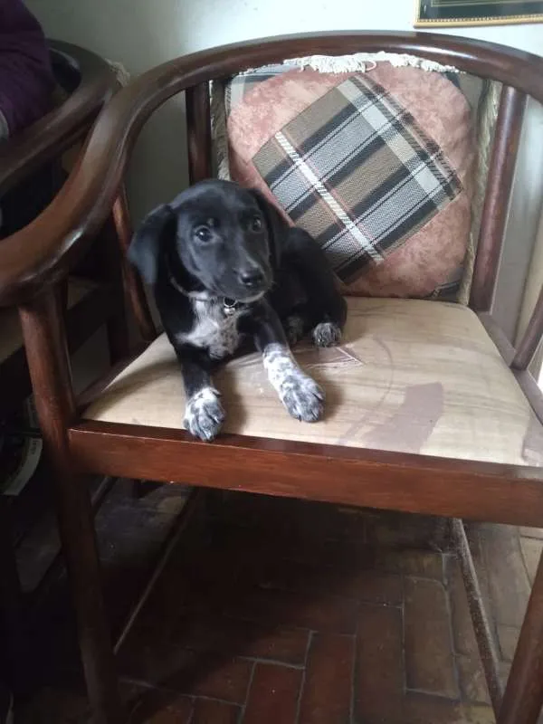 Cachorro ra a SRD idade 2 a 6 meses nome 4bebezinhos