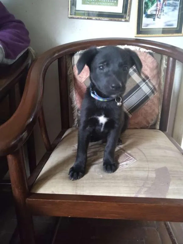 Cachorro ra a SRD idade 2 a 6 meses nome 4bebezinhos