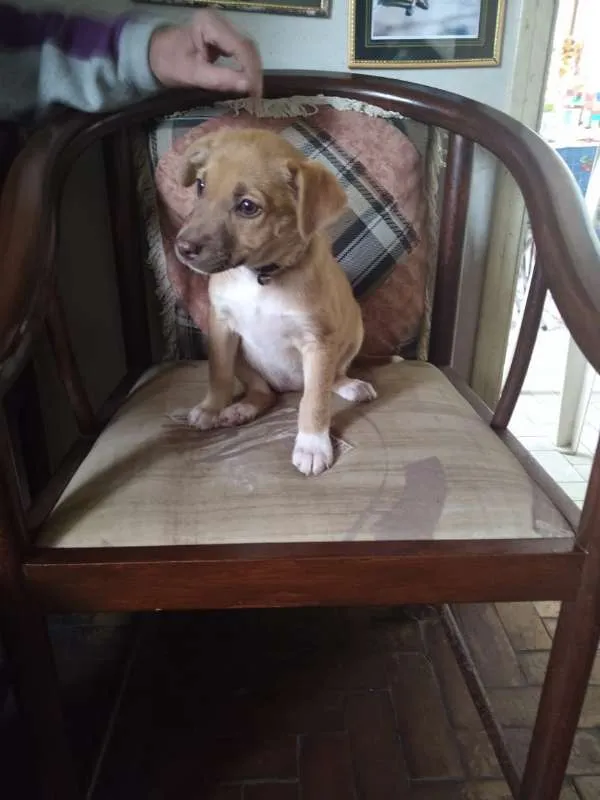 Cachorro ra a SRD idade 2 a 6 meses nome 4bebezinhos