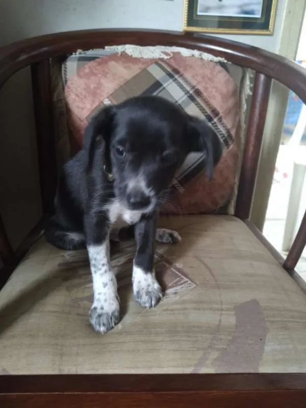 Cachorro ra a SRD idade 2 a 6 meses nome 4bebezinhos