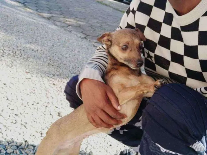 Cachorro ra a Vira lata idade 2 anos nome Serena