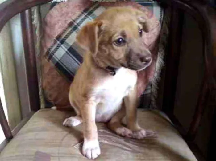 Cachorro ra a SRD idade 2 a 6 meses nome 4bebezinhos