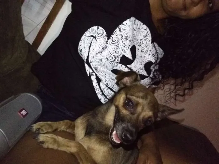 Cachorro ra a Vira lata idade 2 anos nome Serena