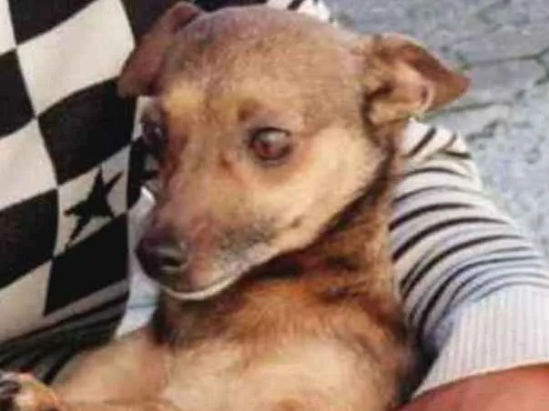 Cachorro ra a Vira lata idade 2 anos nome Serena