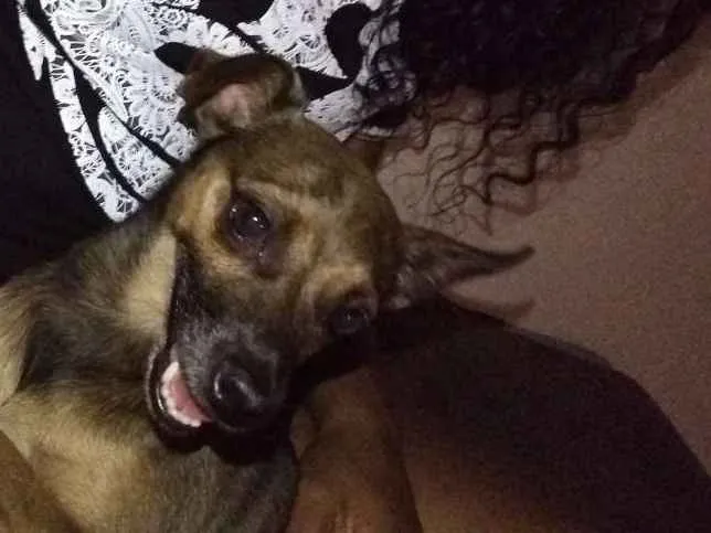 Cachorro ra a Vira lata idade 2 anos nome Serena