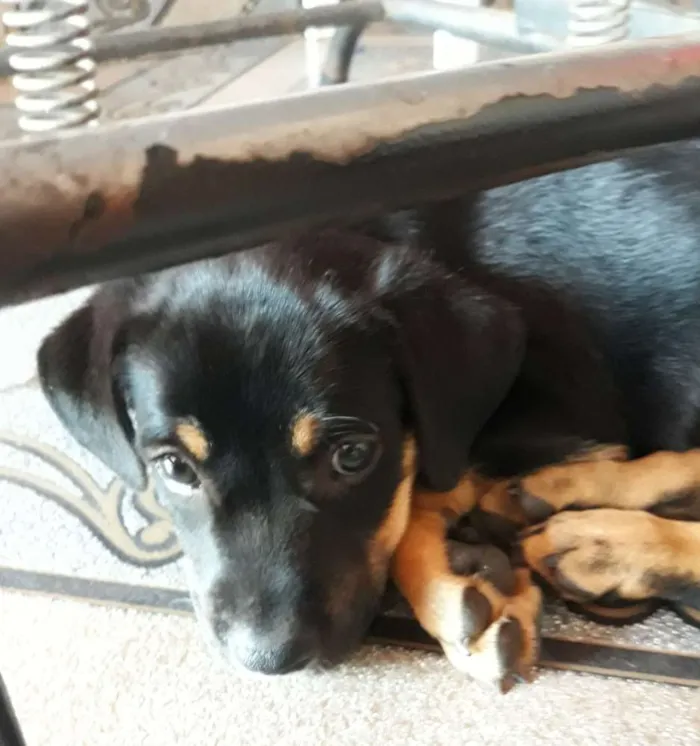 Cachorro ra a SRD idade Abaixo de 2 meses nome Max 