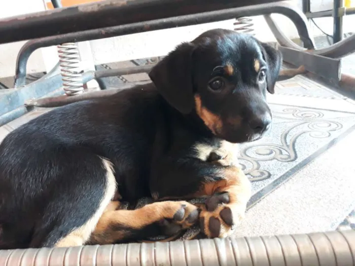 Cachorro ra a SRD idade Abaixo de 2 meses nome Max 