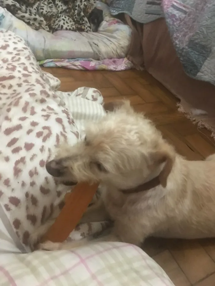 Cachorro ra a Srd idade 6 ou mais anos nome Zuleika 