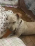 Zuleika 