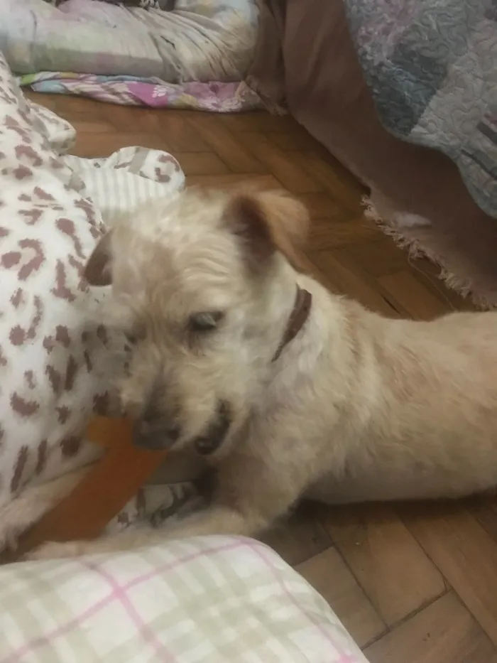 Cachorro ra a Srd idade 6 ou mais anos nome Zuleika 