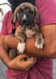 Cachorrinhos 