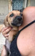 Cachorrinhos 