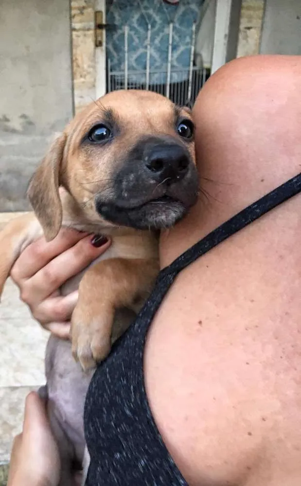 Cachorro ra a Vira lata  idade 2 a 6 meses nome Cachorrinhos 