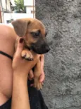 Cachorrinhos 