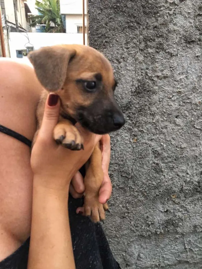 Cachorro ra a Vira lata  idade 2 a 6 meses nome Cachorrinhos 