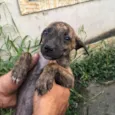 Cachorrinhos 