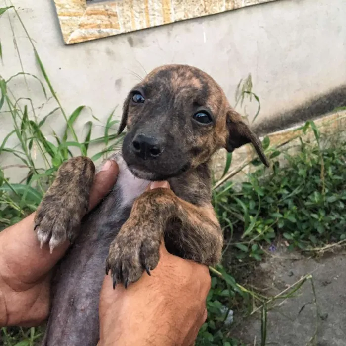 Cachorro ra a Vira lata  idade 2 a 6 meses nome Cachorrinhos 