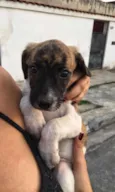 Cachorrinhos 