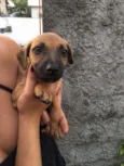 Cachorrinhos 