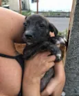 Cachorrinhos 