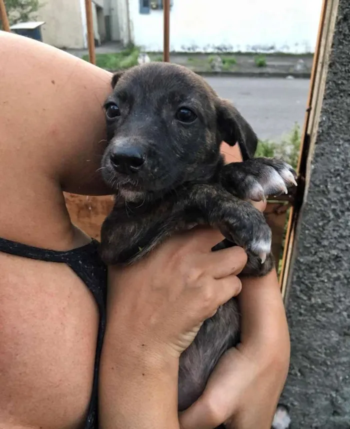 Cachorro ra a Vira lata  idade 2 a 6 meses nome Cachorrinhos 