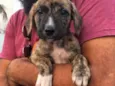 Cachorrinhos 