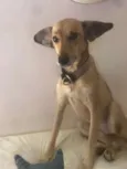 Fly
