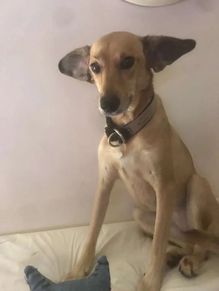 Cachorro ra a Srd idade 2 anos nome Fly