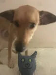 Fly