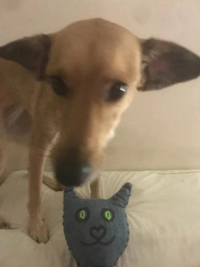 Cachorro ra a Srd idade 2 anos nome Fly