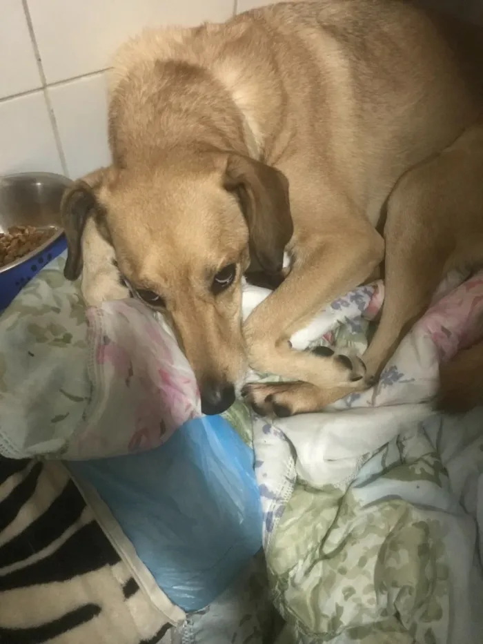 Cachorro ra a Srd idade 2 anos nome Fly