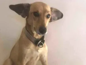 Cachorro raça Srd idade 2 anos nome Fly