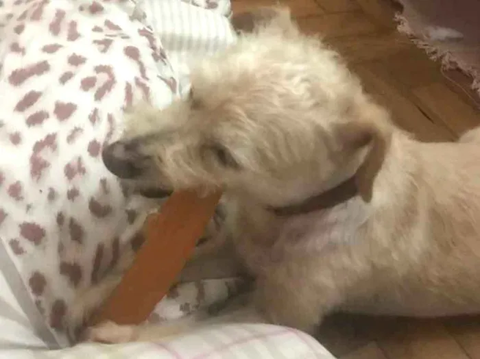 Cachorro ra a Srd idade 6 ou mais anos nome Zuleika 