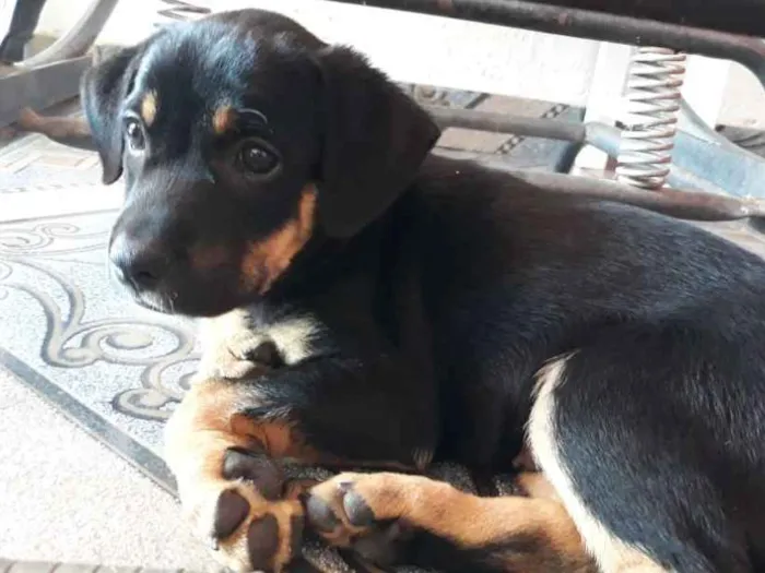 Cachorro ra a SRD idade Abaixo de 2 meses nome Max 