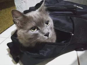 Gato raça  idade 6 ou mais anos nome Daemon 