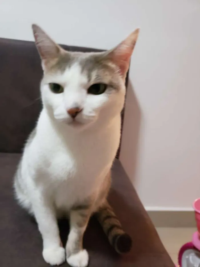 Gato ra a Srd idade 5 anos nome Belinha 