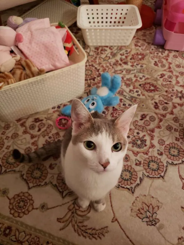 Gato ra a Srd idade 5 anos nome Belinha 