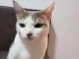 Belinha 