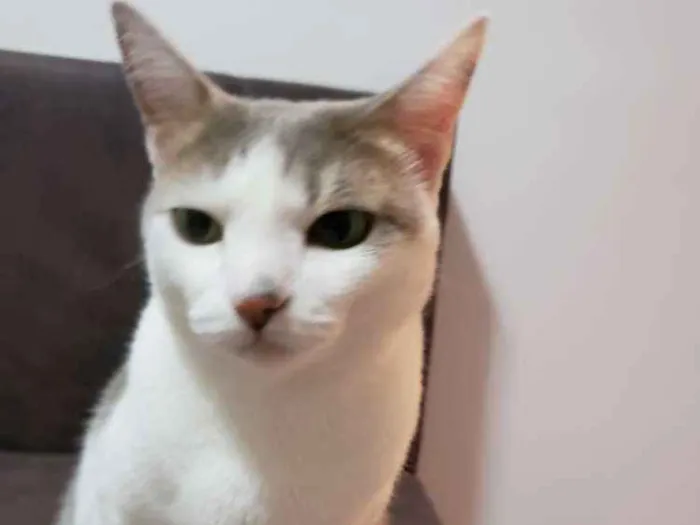 Gato ra a Srd idade 5 anos nome Belinha 