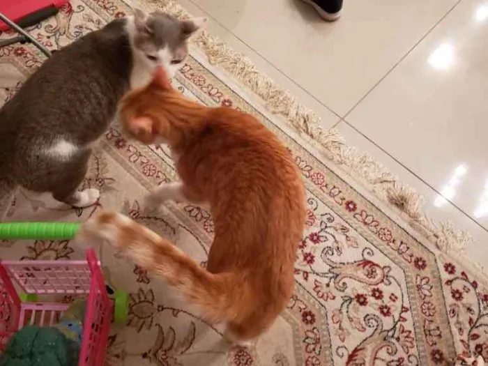 Gato ra a Srd idade 5 anos nome Belinha 
