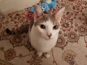 Gato raça Srd idade 5 anos nome Belinha 