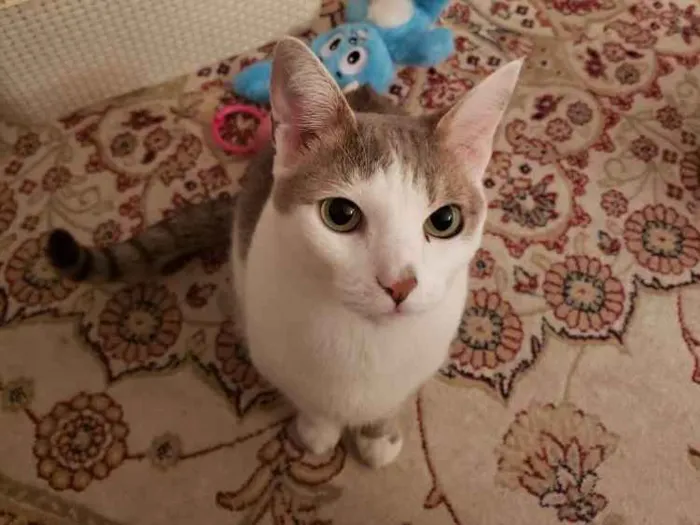 Gato ra a Srd idade 5 anos nome Belinha 