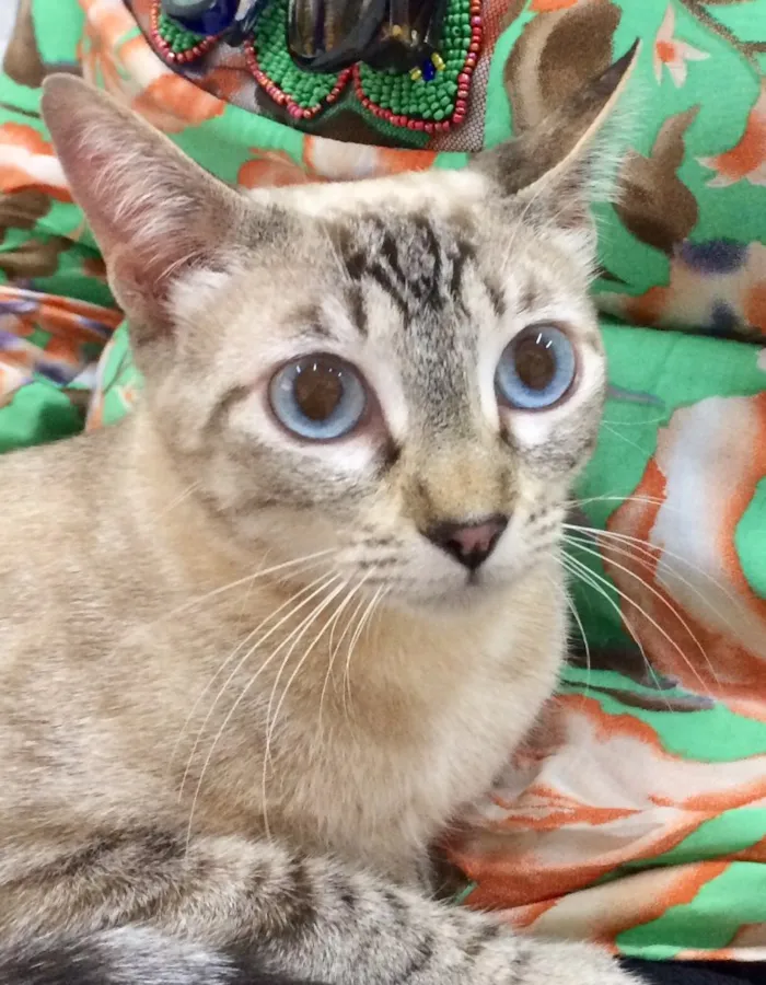Gato ra a SRD  idade 7 a 11 meses nome Mila 