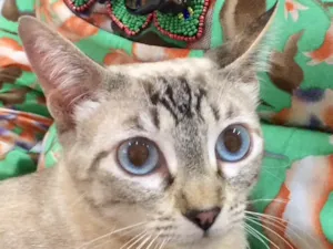 Gato raça SRD  idade 7 a 11 meses nome Mila 