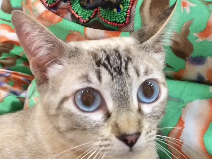 Gato ra a SRD  idade 7 a 11 meses nome Mila 