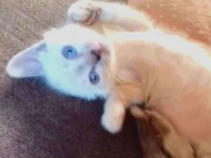Gato raça SRD  idade 2 a 6 meses nome Sandy 