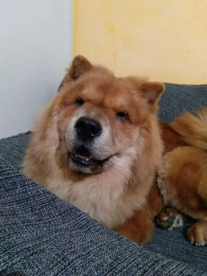Cachorro ra a Chow chow  idade 2 anos nome Leonardo 