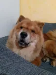 Leonardo
